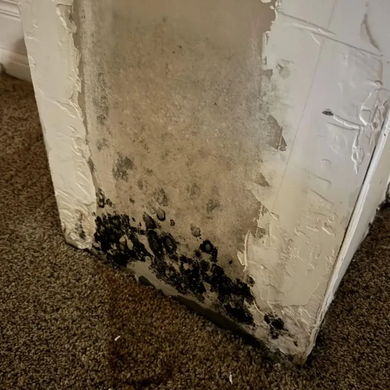 Professional Mold Removal in Lumberton, TX